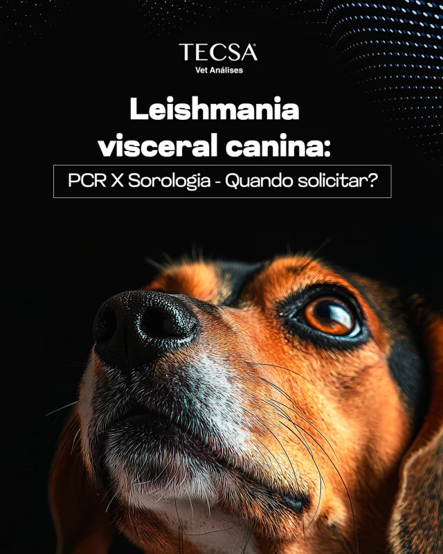 Sorologia(ELISA ou RIFI) ideal para triagem e avaliação da resposta imune, principalmente em cães assintomáticos ou para controle.  PCR (sangue, medula ou linfonodo): Indicado para confirmação da infecção em cães sintomáticos ou em casos de discordância sorológica.

Importante: O PCR pode ser utilizado para diagnóstico e acompanhamento do tratamento instituído.

Solicite o painel completo de diagnóstico da Leishmaniose com o TECSA e ofereça precisão ao seu paciente!

LEISHMANIOSE CANINA (ELISA + RIFI) DILUICAO TOTAL cod 726
LEISHMANIA INFANTUM (CHAGASI) - REAL TIME PCR QUALITATIVO cod 416
LEISHMANIA INFANTUM (CHAGASI) - REAL TIME PCR QUANTITATIVO cod 827

#tecsa #vetanálises #tecsarj #medicinadiagnósticaveterinária #medicinaveterinária #riodejaneiro #laboratórioveterinário