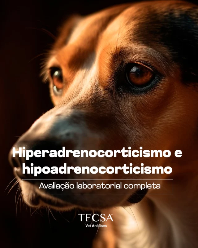Os distúrbios adrenais exigem uma abordagem laboratorial precisa para o diagnóstico definitivo.
Cortisol basal: Útil como triagem, mas com limitações —não exclui doença adrenal se normal.
Teste de estímulo com ACTH: Padrão ouro para hiper e hipoadrenocorticismo, avaliando a reserva adrenal de forma confiável.
Teste de supressão com dexametasona: Diferenciação entre hiperadrenocorticismo pituitário e adrenal-dependente.

Conte com o TECSA para painéis endócrinos completos —rapidez e precisão no diagnóstico!

CORTISOL BASAL - RADIOIMUNOENSAIO cód 595
CORTISOL BASAL – QUIMIOLUMINESCÊNCIA cód 311
CORTISOL BASAL + POS ACTH (2 DOSAGENS) - RADIOIMUNOENSAIO  cod 1410
CORTISOL BASAL + POS ACTH (2 DOSAGENS) - QUIMIOLUMINESCENCIA  cod 1400
CORTISOL BASAL + POS SUPRESSAO COM DEXAMETASONA ( BASAL + 4H + 8H )  QUIMIOLUMINESCÊNCIA  cod 1370
CORTISOL BASAL + POS SUPRESSAO COM DEXAMETASONA (BASAL + 4H + 8H) RADIOIMUNOENSAIO cod 1380

#tecsa #vetanálises #tecsarj #medicinadiagnósticaveterinária #medicinaveterinária #riodejaneiro #laboratórioveterinário